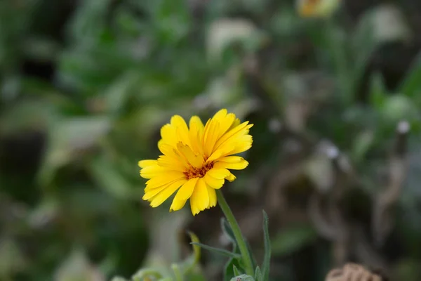 Caléndula Jardín Nombre Latín Calendula Officinalis — Foto de Stock