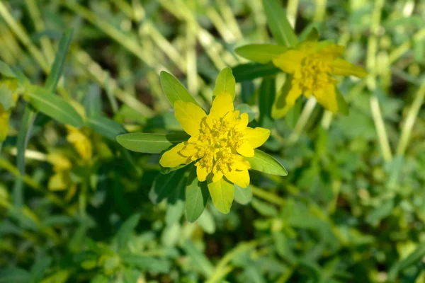 Kudde Spurge Gula Blommor Latinskt Namn Euphorbia Epithymoides Euphorbia Polychroma — Stockfoto