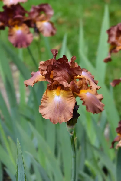 Vysoká Vousatá Duhovka Květ Chippendale Latinský Název Iris Barbata Elatior — Stock fotografie