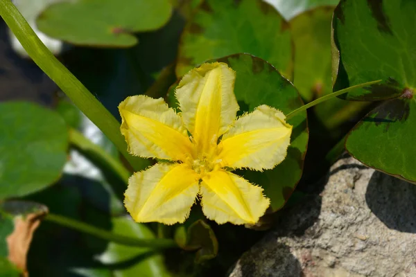Żółty Pływające Serce Kwiat Łacińska Nazwa Nymphoides Peltata — Zdjęcie stockowe