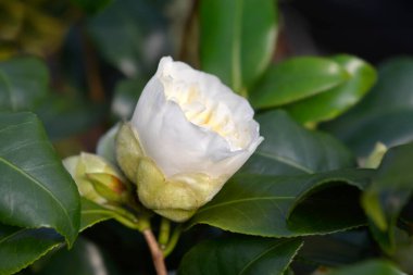 Kamelya Fırçaları Sarı çiçek - Latince adı - Kamelya japonica Fırça Tarlaları Sarı