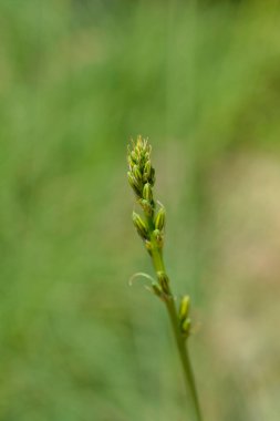 Jacobs Rod çiçek tomurcukları - Latince adı - Asphodeline liburnica