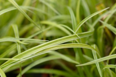 Japon Çimeni Yaprakları - Latince adı - Carex Morrowii