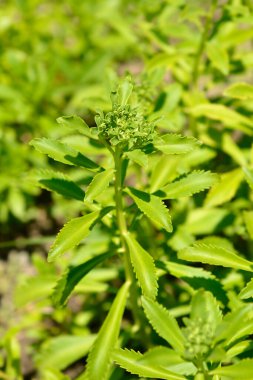 Ulleungdo Stonecrop çiçek tomurcukları - Latince adı Sedum