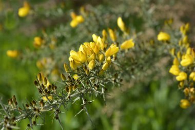 Yaygın gorse çiçekleri - Latince adı - Ulex europaeus