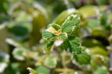 İsveç sarmaşık yaprakları - Latince adı - Plectranthus sp.