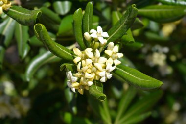 Sahte Portakal çiçekleri - Latince adı - Pittosporum tobira