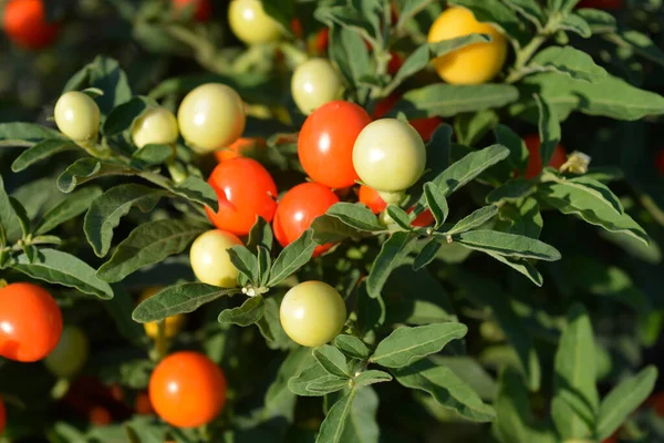 Cerise Fausse Jérusalem Nom Latin Solanum Pseudocapsicum — Photo