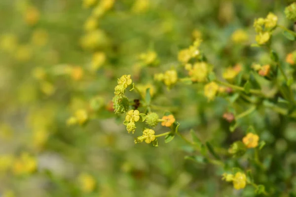 Spiny Spurge Small Flowers Latin Name Euphorbia Spinosa — Stock Photo, Image