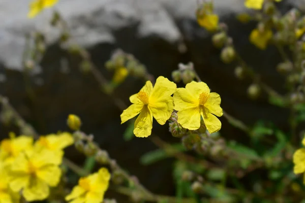 Společné Rockkrose Žluté Květy Latinský Název Helianthemum Nummularium — Stock fotografie