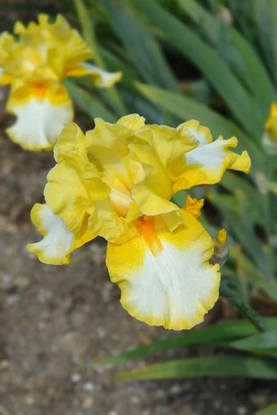 背の高いひげそりの虹彩金の花のフリンジ ラテン語名 アイリスBarata Elatior Fringe Gold — ストック写真