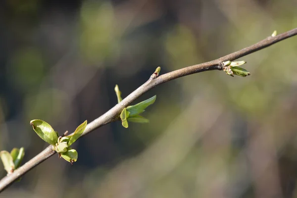 Японський Філіал Кінс Ніколіні Новими Листками Латинською Назвою Chaenomeles Superba — стокове фото