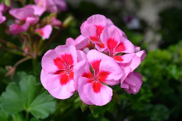 Röda Blommor Hästsko Latinskt Namn Pelargonium Zonale — Stockfoto