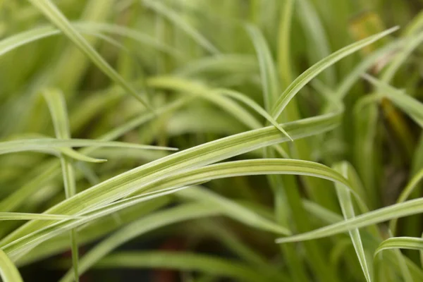 Ιαπωνικά Φύλλα Θάμνων Λατινική Ονομασία Carex Morrowii — Φωτογραφία Αρχείου
