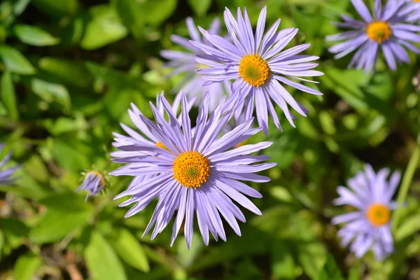 Indias Orientales Aster Flowers Nombre Latino Aster Tongolensis — Foto de Stock