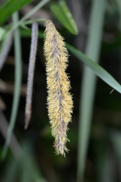 Pendulous Sedge Flower Latinský Název Carex Pendula — Stock fotografie
