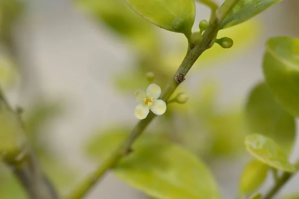 Petite Fleur Houx Feuilles Carrées Nom Latin Ilex Crenata — Photo