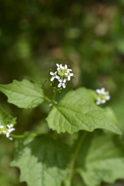 Sarımsaklı hardal çiçekleri - Latince adı - Alliaria petiolata