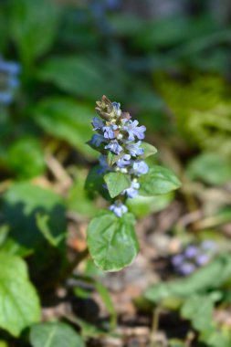 Sıradan borazan çiçekleri - Latince adı - Ajuga sürüngenleri
