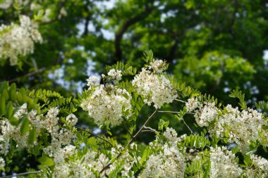 Black locust branches with flowers - Latin name - Robinia pseudoacacia
