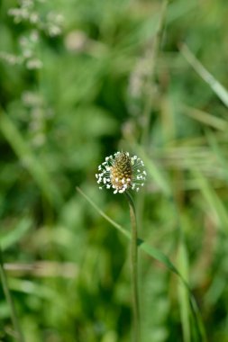 Ribwort Plantain çiçeği - Latince adı - bitkisel lanceolata