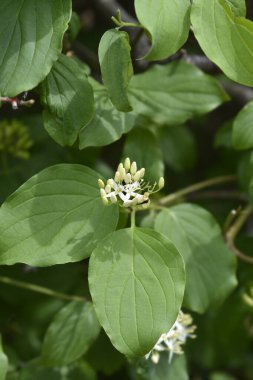 Genel Dogwood çiçekleri - Latince adı - Cornus sanguinea