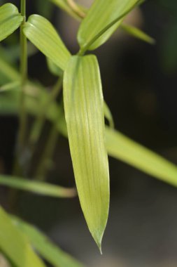 Pigme Bambu yaprakları - Latince adı - Pleioblastus pygmaeus Distichus