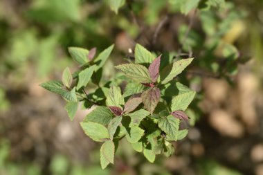 Spirea Anthony Waterer Latince adı Spiraea x bumalda Anthony Waterer 'dan ayrılıyor.