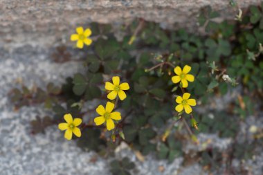Creeping wood sorrel - Latin name - Oxalis corniculata
