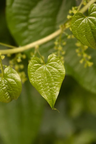 Liście Czarnego Zarodka Nazwa Łacińska Dioscorea Communis Tamus Communis — Zdjęcie stockowe