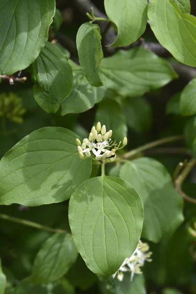 常见的山核桃花 拉丁文名 山核桃 — 图库照片