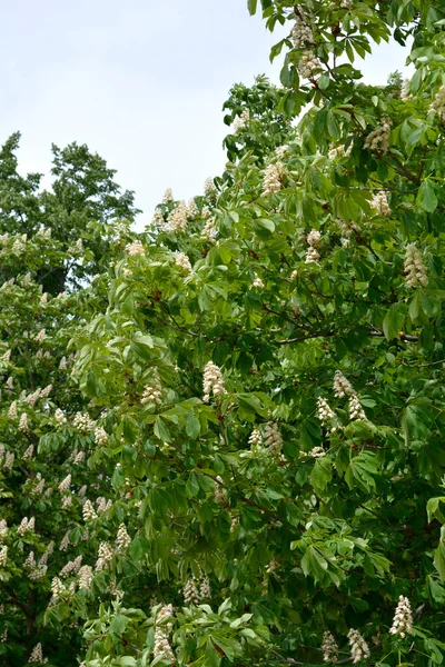 Common Horse Chestnut Tree Latin Name Aesculus Hippocastanum — Stockfoto