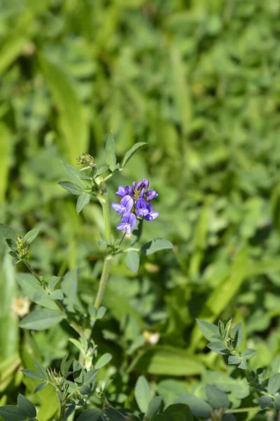 Flores Alfafa Nome Latino Medicago Sativa — Fotografia de Stock