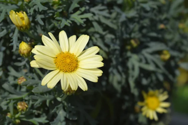 Yellow Marguerite Daisy Latin Name Argyranthemum Frutescens — Stock Photo, Image