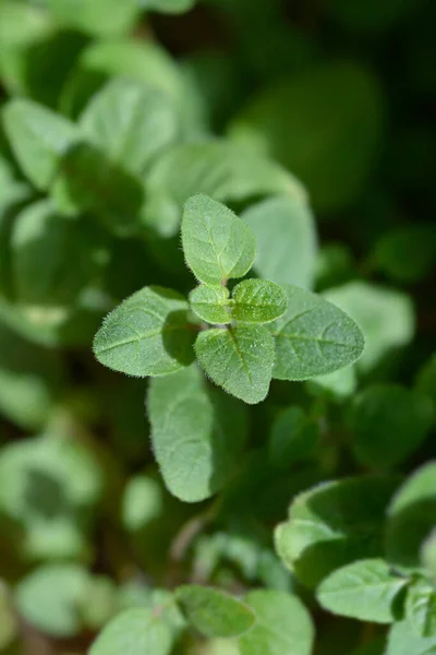 Liście Majeranku Zwyczajnego Nazwa Łacińska Origanum Vulgare — Zdjęcie stockowe