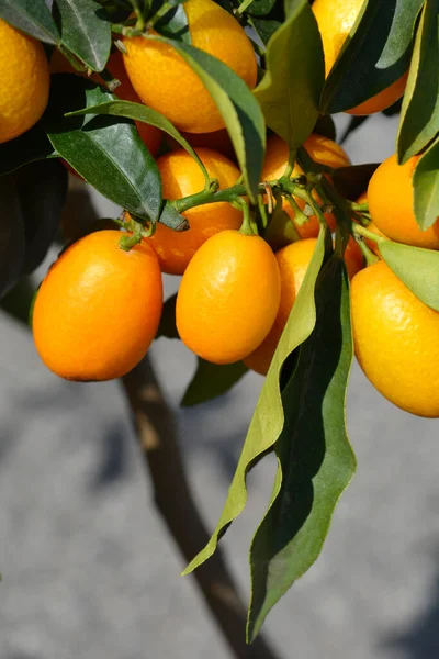 Kumquat Fruit Latin Name Fortunella Japonica — Stock Photo, Image