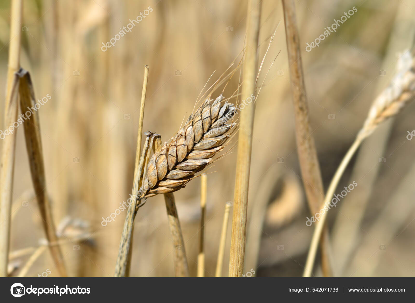 杜尔姆小麦拉丁文名杜尔姆黑色素——图库图片© nahhan #542071736