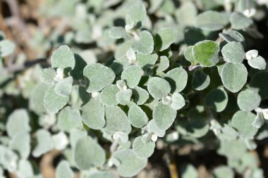 Meyan kökü yaprakları - Latince adı - Helichrysum petiolare