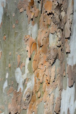 Londra uçak kabuğu detayı - Latince adı Platanus x hispanica (Platanus x acerifolia)