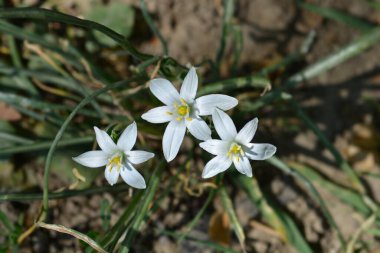 Beytüllahim 'in Bahçe Yıldızı - Latince adı Ornithogalum umbellatum