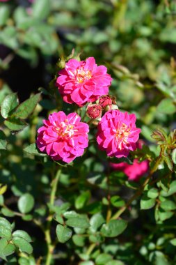 Gül Mor Yağmur Çiçekleri - Latince adı - Rosa Mor Yağmur