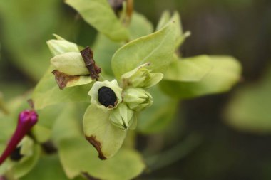 Peru mucizesi - Latince adı - Mirabilis Jalapa