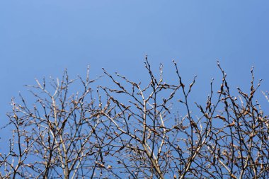 Tomurcuklu piramit boynuzu dalları - Latince adı - Carpinus betulus Fastiegata