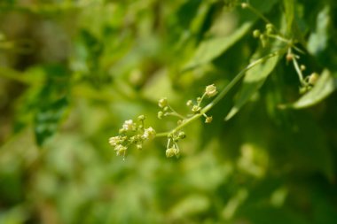 Vahşi salatalık çiçekleri - Latince adı - Cyclanthera pedata