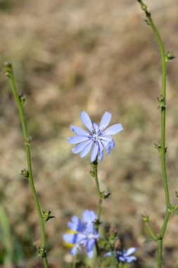 Vahşi hindiba çiçeği - Latince adı - Cichorium intybus