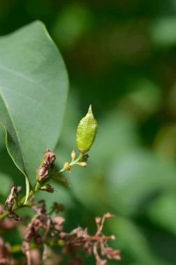 İlk çiçek açan leylak meyvesi - Latince adı - Şırınga x sümbül