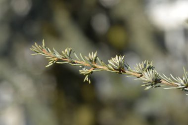 Mavi atlas sedir dalı - Latince adı - Cedrus atlantica Glauca