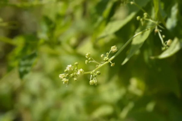 Fleurs Concombre Sauvage Nom Latin Cyclanthera Pedata — Photo