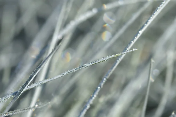 Mavi Fescue Damlalı Yoğun Mavi Yapraklar Latince Adı Festuca Glauca — Stok fotoğraf