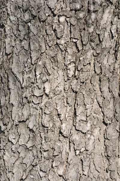 수있는 밤나무 라틴어 루스해 — 스톡 사진